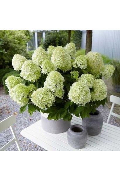 Гортензия метельчатая `Литл Спуки` 